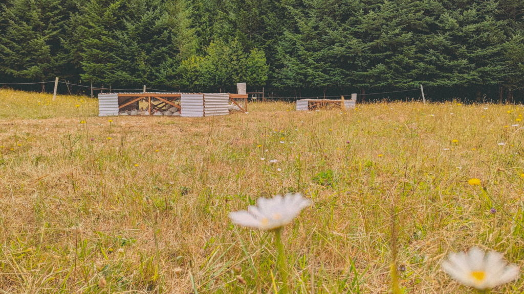 Home pxl 20250720 175312138 edit